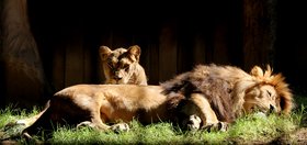Ein Löwe liegt im Gras. Hinter ihm sitzt eine Löwin.