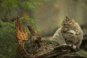 Eine Wildkatze sitzt auf einem Baumstumpf.