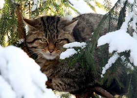 Zwischen verschneiten Tannenzweigen schaut eine Wildkatze hindurch.