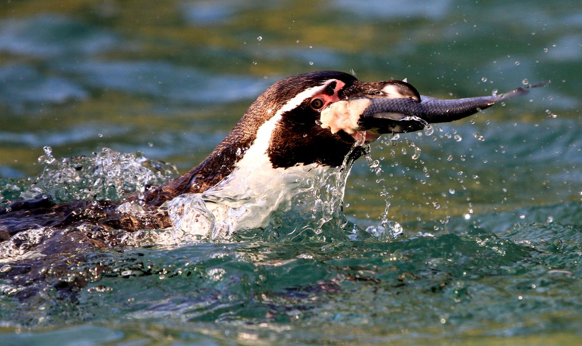 Stadt Neuwied: Frackträger im Fokus – Pinguin-Aktionstag im Zoo Neuwied