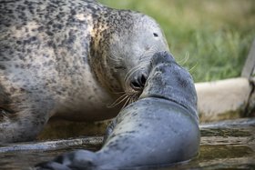 Seehundwelpe Ovi Nase an Nase mit seiner Mutter